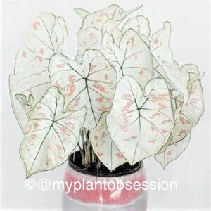 Caladium BULB 'Marie Moir' Size #2 (3 BULBS)